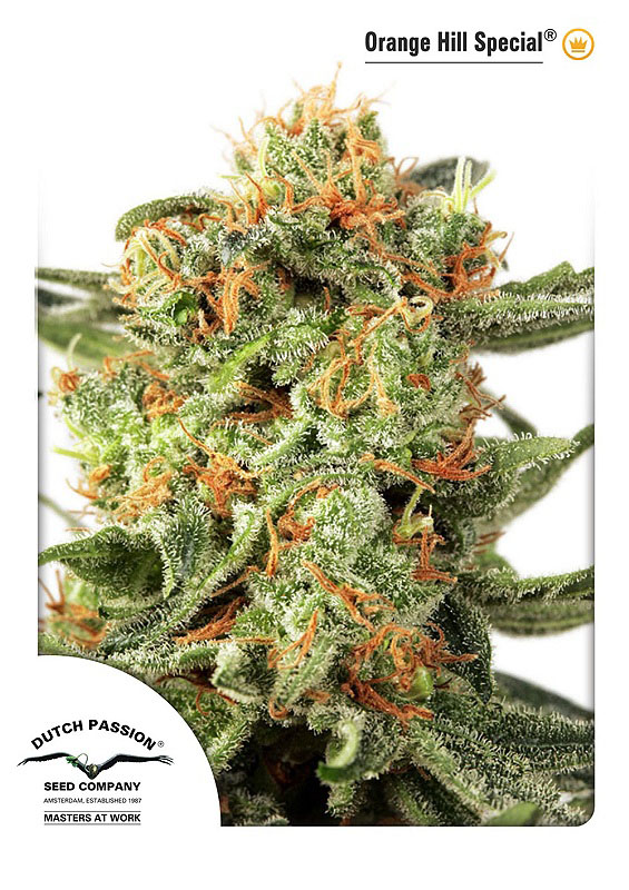 Orange Hill Special Dutch Passion