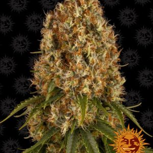 Orange Sherbet Barney's Farm