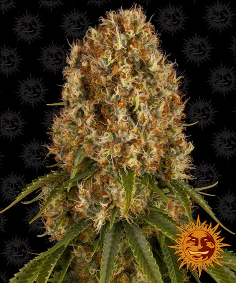 Orange Sherbet Barney’s Farm