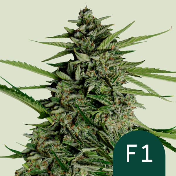 Orion F1 Royal Queen Seeds