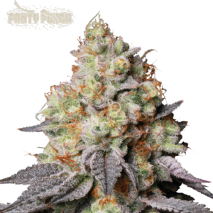 Panty Punch Auto Seedstockers