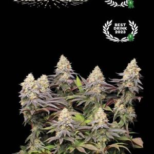 Panty Punch Seedstockers