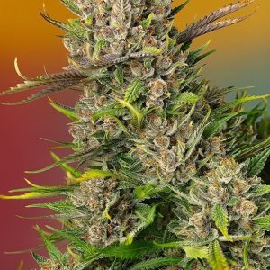 Papaya Zoap Auto Sweet Seeds