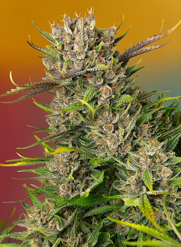 Papaya Zoap Auto Sweet Seeds