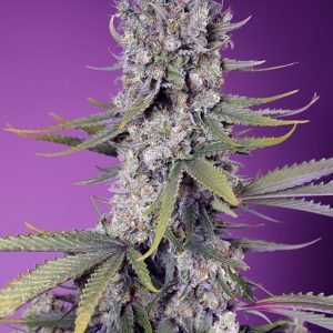 Papaya Zoap Fast Sweet Seeds