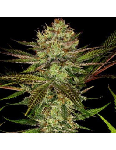 Chocolate Wafflez Paradise Seeds