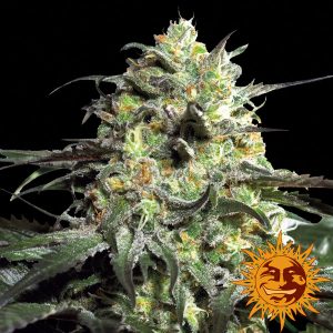 Peyote Cookies Barney's Farm