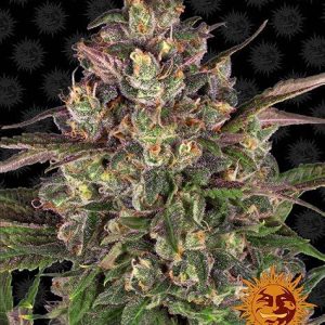 Peyote Critical Barney's Farm