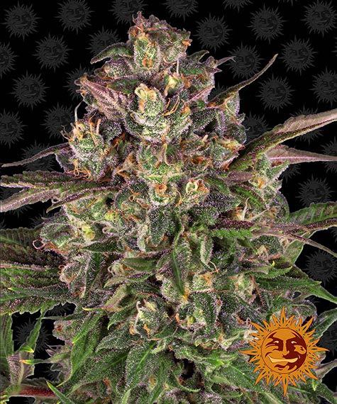 Peyote Critical Barney’s Farm
