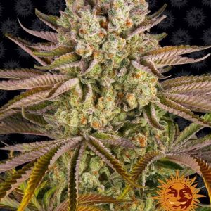 Pineapple Express Barney's Farm