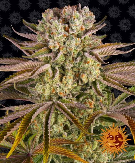 Pineapple Express Barney’s Farm