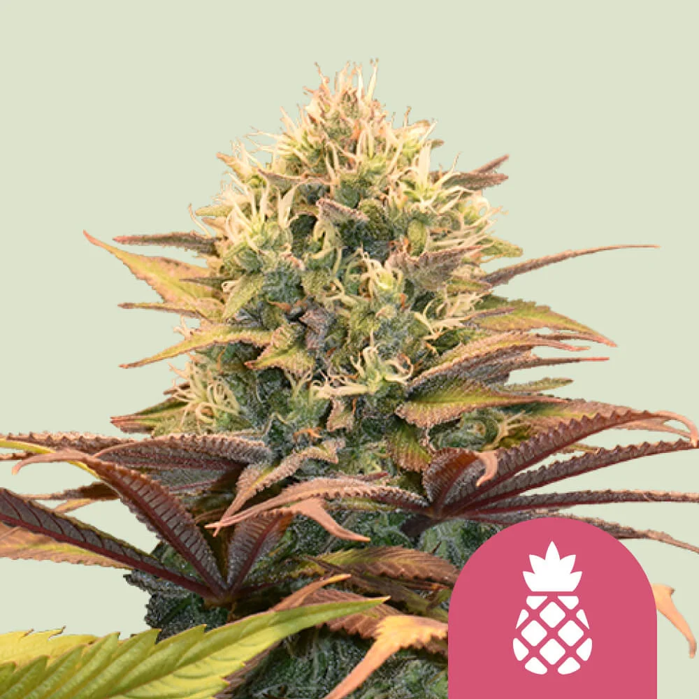 Pineapple Kush Royal Queen Seeds