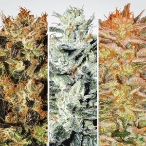 Indica Champions Pack Paradise Seeds