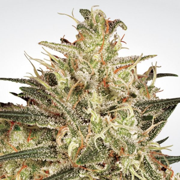 Atomical Haze Paradise Seeds