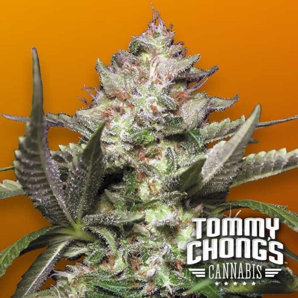 Auto Kong Paradise Seeds