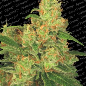 Auto Acid Paradise Seeds
