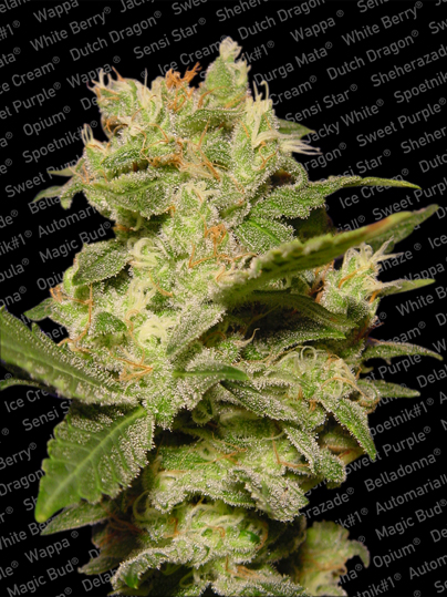Auto Jack Paradise Seeds
