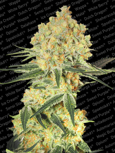 Auto Wappa Paradise Seeds