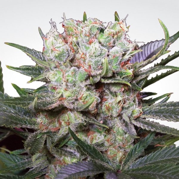 Californian Gold Paradise Seeds