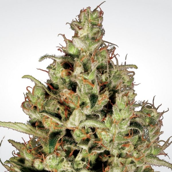 Delahaze konopljino seme Paradise seeds