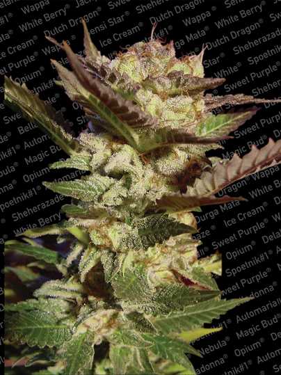 Durga Mata Paradise Seeds