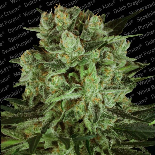 Durga Mata II CBD Paradise Seeds