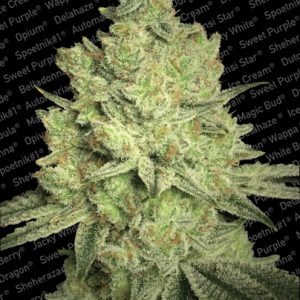 Jacky White Paradise Seeds