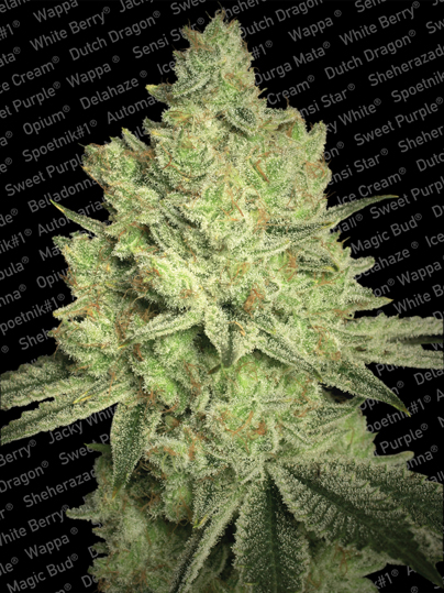 Jacky White Paradise Seeds