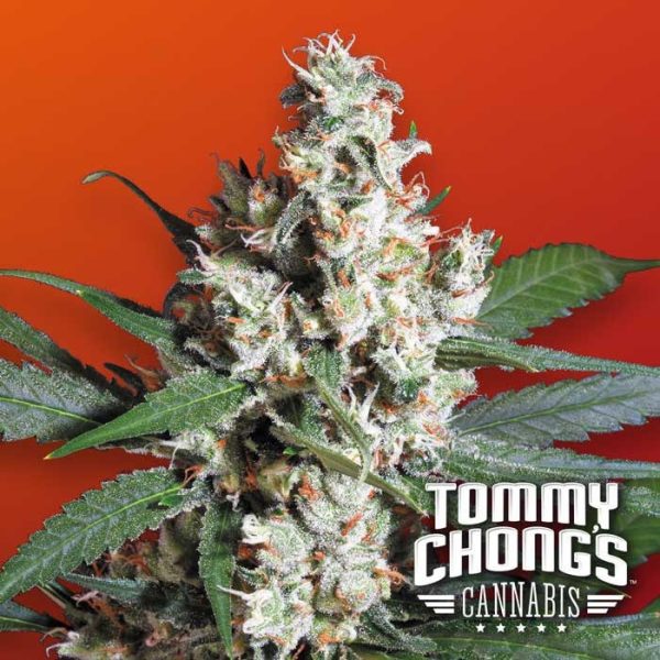 L.A. Amnesia Paradise Seeds