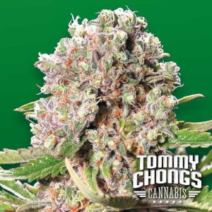 Mendocino Skunk
