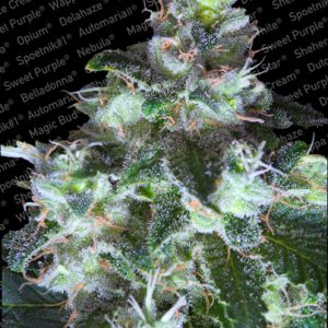 Original White Widow Paradise Seeds