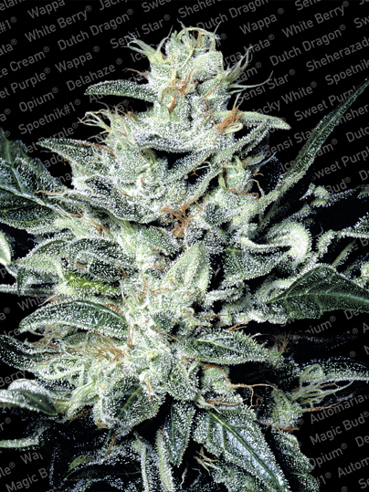 Sensi Star Paradise Seeds