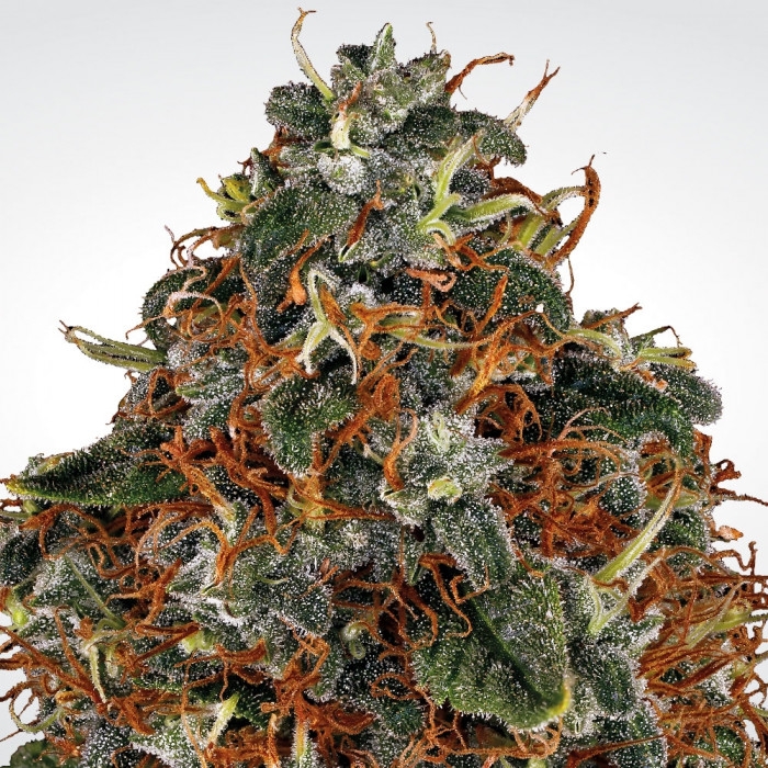Space Cookies Paradise Seeds