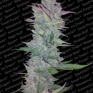 Auto Vertigo | Paradise Seeds