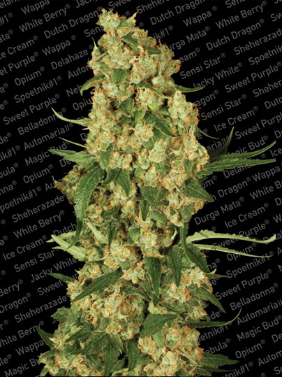 Wappa Paradise Seeds