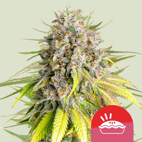 Punch Pie Royal Queen Seeds
