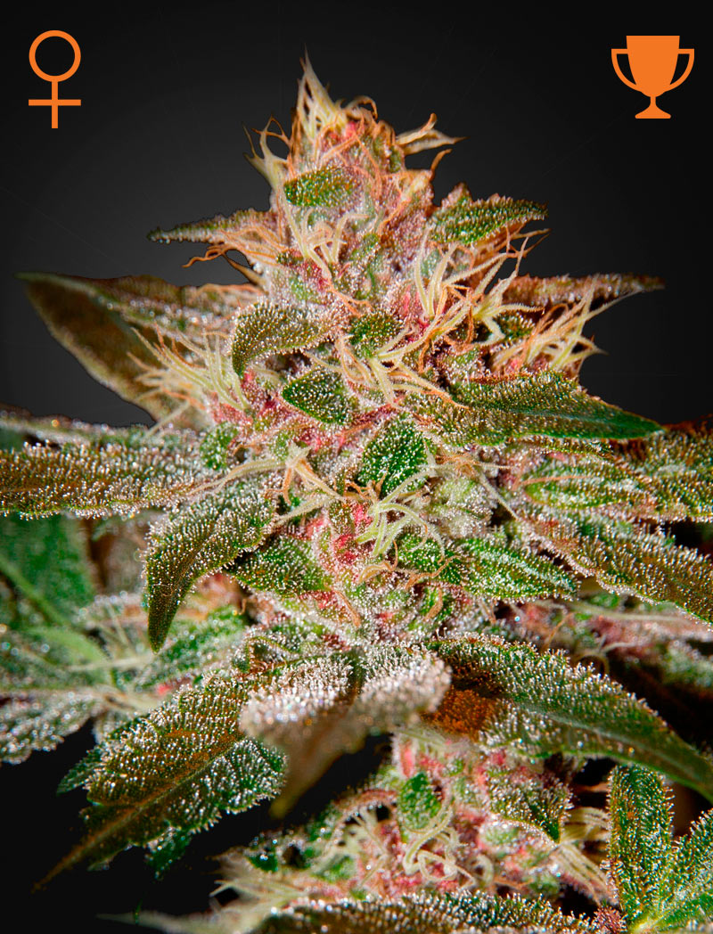 Pure Kush Green House
