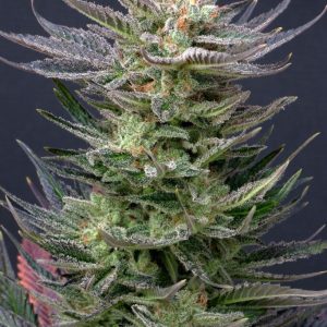 Purple Dream Auto z živimi vijoličnimi cvetovi in kompaktno avtoflower strukturo.