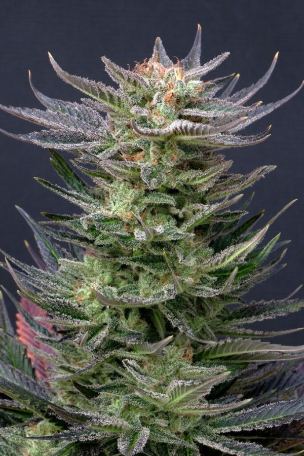 Purple Dream Auto z živimi vijoličnimi cvetovi in kompaktno avtoflower strukturo.