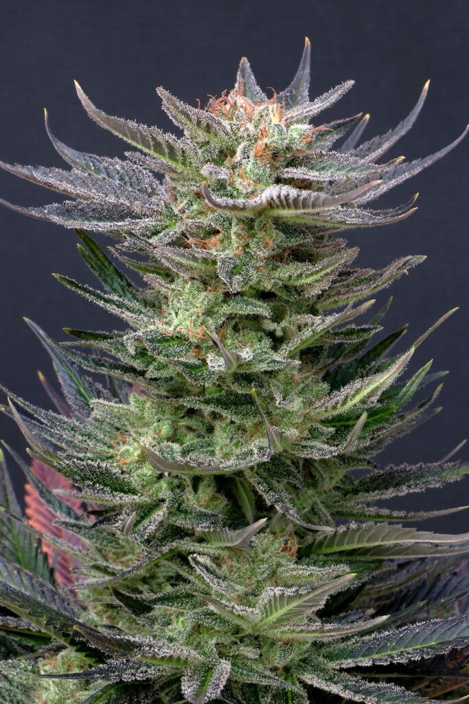 Purple Dream Auto z živimi vijoličnimi cvetovi in kompaktno avtoflower strukturo.