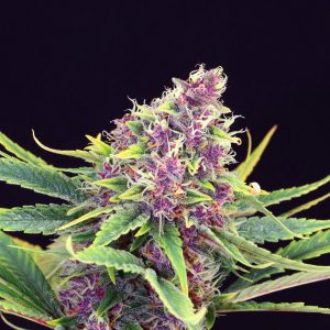 Purple Kush Kannabia