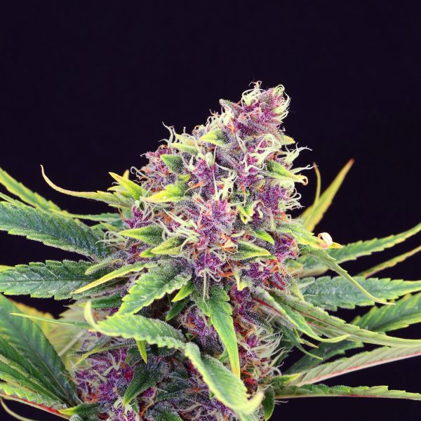 Purple Kush Kannabia