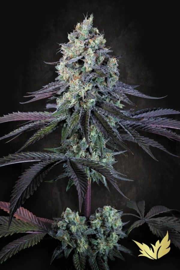 Paradise Seeds Purple Mints