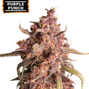 Purple Punch Auto Seedstockers