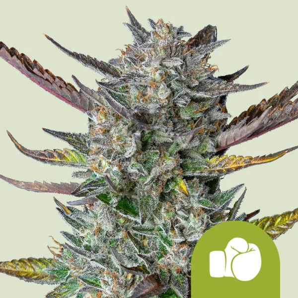 Purple Punch Auto Royal Queen Seeds