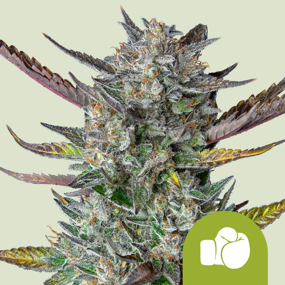 Purple Punch Auto Royal Queen Seeds