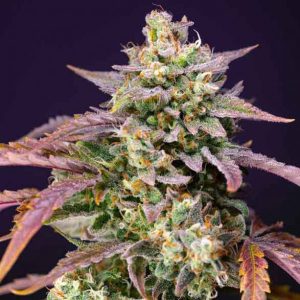 Purple Punch OG XL Auto Sweet Seeds