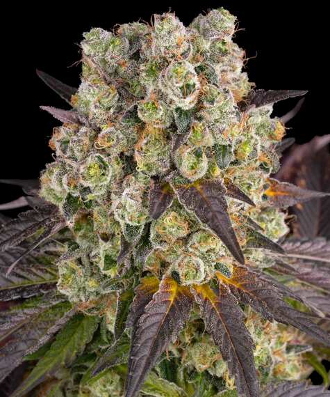 Purple Punch x Lemon Drizzle Barney's Farm