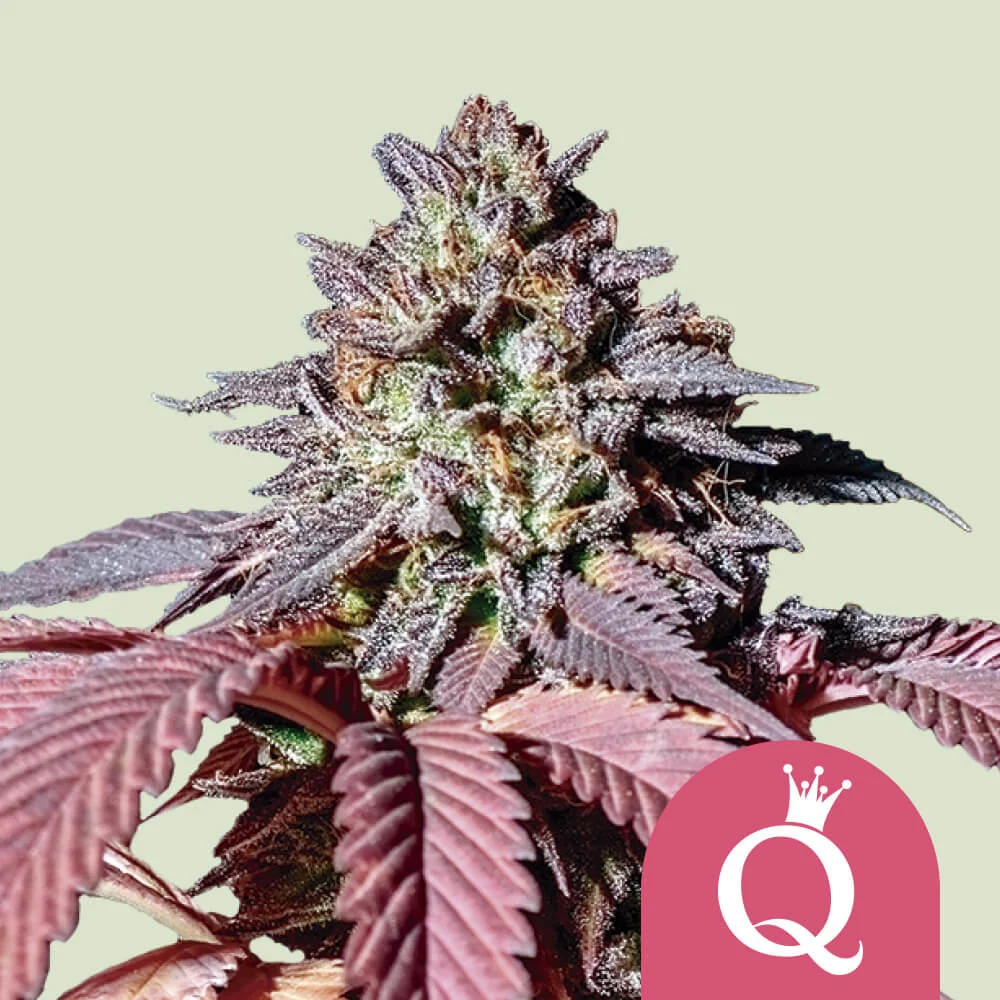 Purple Queen Royal Queen Seeds