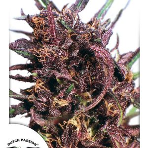 Purple #1 Dutch Passion